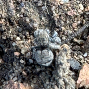 Maratus vespertilio at Russell, ACT - 15 Aug 2024