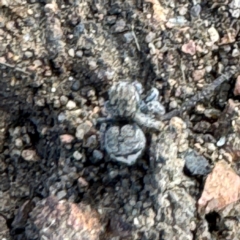 Maratus vespertilio at Russell, ACT - 15 Aug 2024