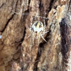 Araneidae (family) at Russell, ACT - 15 Aug 2024 by Hejor1