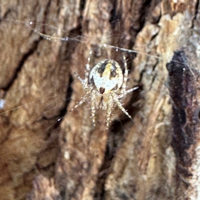 Araneidae (family) at Russell, ACT - 15 Aug 2024 by Hejor1