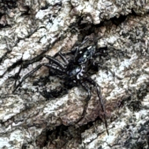 Tharpyna campestrata at Russell, ACT - 15 Aug 2024 01:12 PM