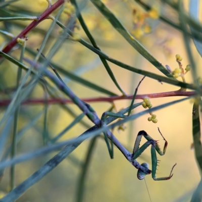 Tenodera australasiae (Purple-winged mantid) at Russell, ACT - 15 Aug 2024 by Hejor1