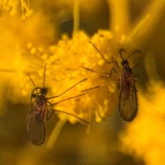 Sciaridae sp. (family) (Black fungus gnat) at Russell, ACT - 15 Aug 2024 by Hejor1