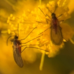 Sciaridae sp. (family) at Russell, ACT - 15 Aug 2024