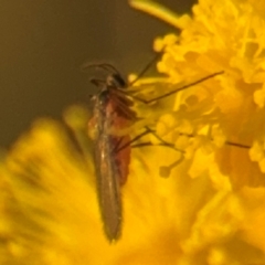 Sciaridae sp. (family) at Russell, ACT - 15 Aug 2024