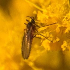 Sciaridae sp. (family) at Russell, ACT - 15 Aug 2024