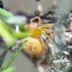 Australomisidia sp. (genus) at Russell, ACT - 15 Aug 2024