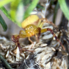 Australomisidia sp. (genus) at Russell, ACT - 15 Aug 2024