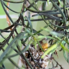 Australomisidia sp. (genus) at Russell, ACT - 15 Aug 2024