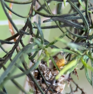 Australomisidia sp. (genus) at Russell, ACT - 15 Aug 2024