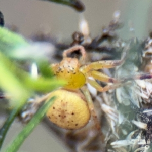 Australomisidia sp. (genus) at Russell, ACT - 15 Aug 2024