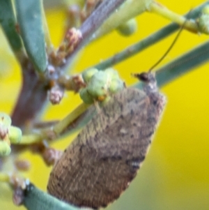 Drepanacra binocula at Russell, ACT - 15 Aug 2024