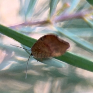 Drepanacra binocula at Russell, ACT - 15 Aug 2024