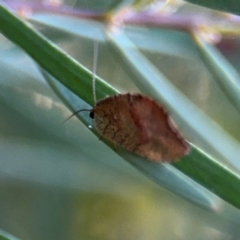 Drepanacra binocula at Russell, ACT - 15 Aug 2024