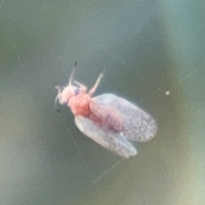 Psyllidae sp. (family) at Russell, ACT - 15 Aug 2024