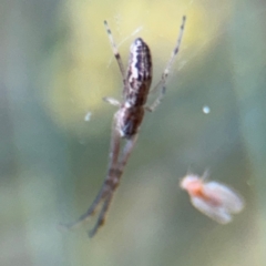 Tetragnatha demissa (Crouching Long-jawed Spider) at Russell, ACT - 15 Aug 2024 by Hejor1