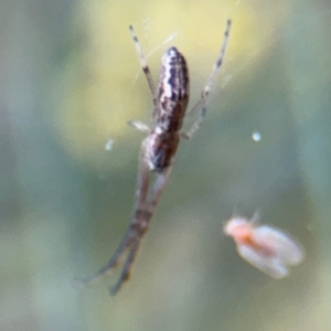 Tetragnatha demissa at Russell, ACT - 15 Aug 2024 05:13 PM