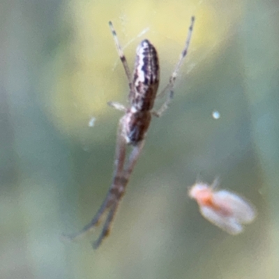 Tetragnatha demissa (Crouching Long-jawed Spider) at Russell, ACT - 15 Aug 2024 by Hejor1