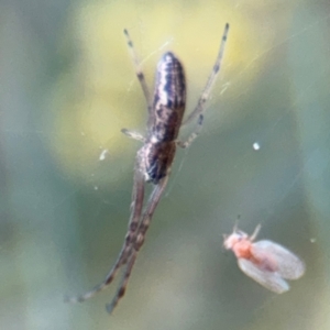 Tetragnatha demissa at Russell, ACT - 15 Aug 2024