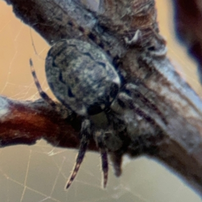 Plebs eburnus (Eastern bush orb-weaver) at Russell, ACT - 15 Aug 2024 by Hejor1