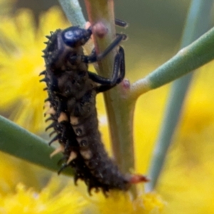 Harmonia conformis at Russell, ACT - 15 Aug 2024