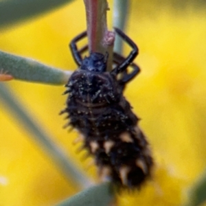 Harmonia conformis at Russell, ACT - 15 Aug 2024