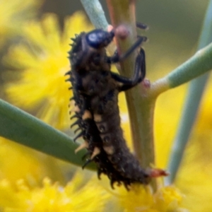 Harmonia conformis at Russell, ACT - 15 Aug 2024