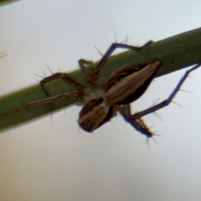 Oxyopes (genus) (Lynx spider) at Russell, ACT - 15 Aug 2024 by Hejor1