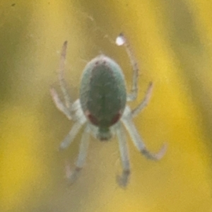 Araneus circulissparsus (species group) at Russell, ACT - 15 Aug 2024