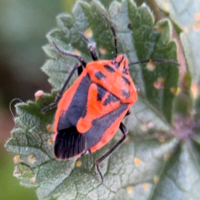 Agonoscelis rutila (Horehound bug) at Russell, ACT - 15 Aug 2024 by Hejor1