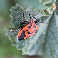 Agonoscelis rutila at Russell, ACT - 15 Aug 2024