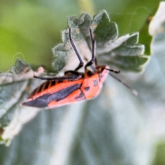 Agonoscelis rutila at Russell, ACT - 15 Aug 2024