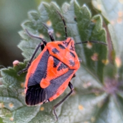 Agonoscelis rutila at Russell, ACT - 15 Aug 2024