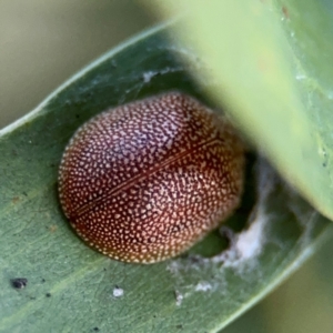 Paropsis atomaria at Russell, ACT - 15 Aug 2024