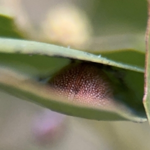 Paropsis atomaria at Russell, ACT - 15 Aug 2024