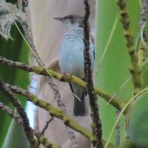 Ramsayornis modestus at Rollingstone, QLD - 15 Aug 2024 05:25 PM