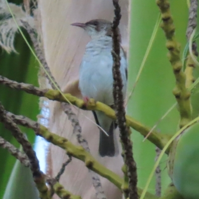 Ramsayornis modestus (Brown-backed Honeyeater) at Rollingstone, QLD - 15 Aug 2024 by lbradley