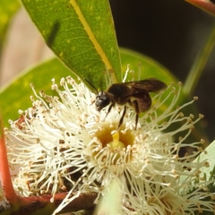 Apiformes (informal group) (Unidentified bee) at Acton, ACT - 15 Aug 2024 by HelenCross