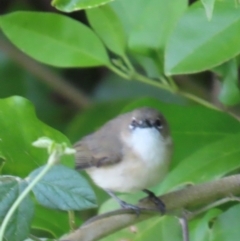 Gerygone magnirostris (Large-billed Gerygone) at Rollingstone, QLD - 15 Aug 2024 by lbradley