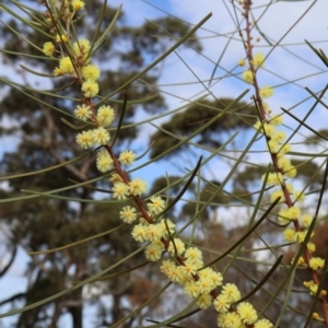 Acacia elongata at Twelve Mile Peg, NSW - 10 Aug 2024