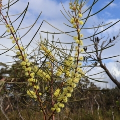 Acacia elongata at Twelve Mile Peg, NSW - 10 Aug 2024 01:24 PM
