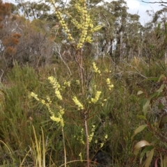 Acacia elongata at Twelve Mile Peg, NSW - 10 Aug 2024