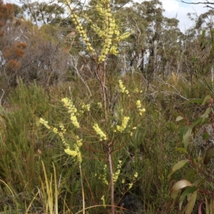 Acacia elongata at Twelve Mile Peg, NSW - 10 Aug 2024