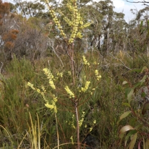 Acacia elongata at Twelve Mile Peg, NSW - 10 Aug 2024 01:24 PM