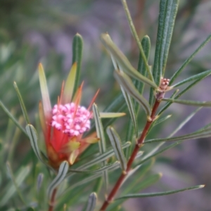 Lambertia formosa at Tianjara, NSW - 10 Aug 2024