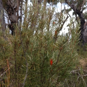 Lambertia formosa at Tianjara, NSW - 10 Aug 2024