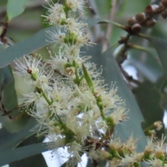 Melaleuca quinquenervia at Rollingstone, QLD - 15 Aug 2024 by lbradley