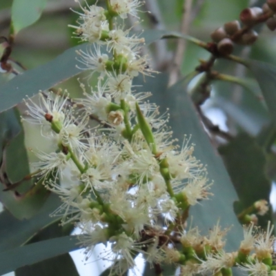 Melaleuca leucadendra (Weeping Paperbark) at Rollingstone, QLD - 15 Aug 2024 by lbradley