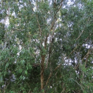 Melaleuca leucadendra at Rollingstone, QLD - 15 Aug 2024 04:30 PM