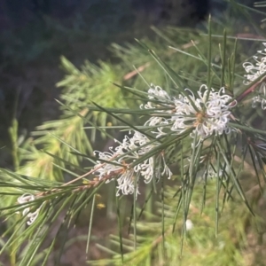 Hakea sericea at Ulladulla, NSW - 8 Aug 2024